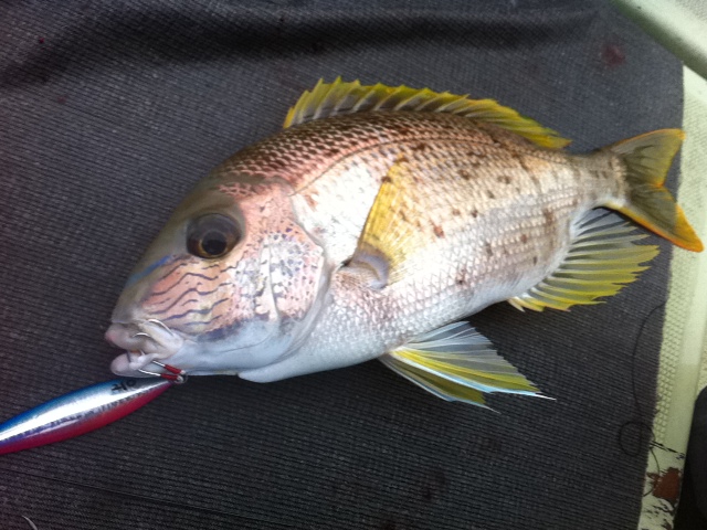 Blue-lined large-eye bream
